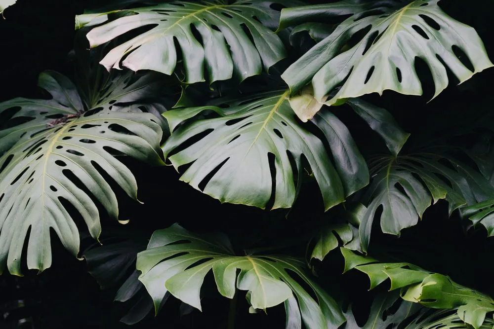 Leaves